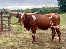 LLL EDITH HEIFER