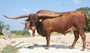 97" TtT Walkin Tall is a bull that is one of my best...he is a HUGE bull and is one of my main herd sires.  He is docile, and come to cake bull....I like that.  Look around and See what  his offspring are doing.  Great Things!.
